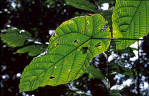 borneo-1_031