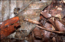borneo-1_066