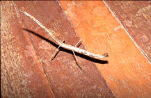 borneo-2_003
