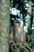 borneo-2_063