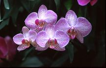    National Orchid Garden